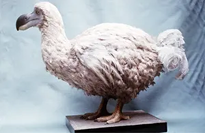 Peter Green: EXTINCT BIRD - SOLITAIRE