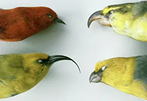 Mouths: Extinct Birds - Dead Specimens - Skins of Hawaiin