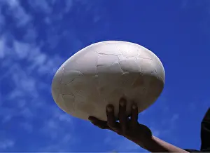 Hands: Extinct Bird's Egg - Aepyornis's Egg - being held in hand