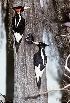 Woodpeckers: Extinct Birds - Ivory-billed Woodpeckers - Stuffed specimens