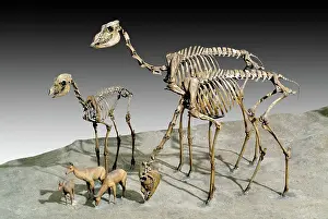 Camelid: Extinct Camelid Fossils