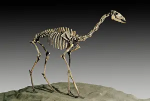 Camelid: Extinct Camelid Skeleton