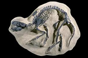 Uinta: Extinct Fossil Mammal