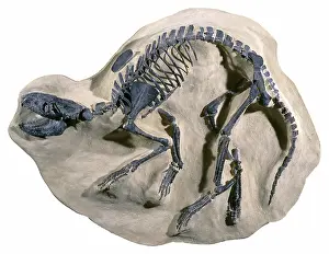Uinta: Extinct Fossil Mammal
