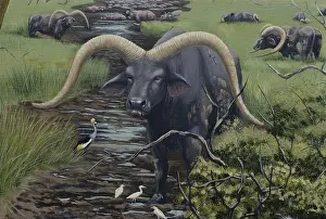 Prehistory: Extinct Giant Buffalo