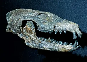 Urocyon: Extinct Gray Fox