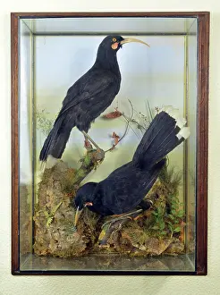 Dimorphism: Extinct, formerly inhabited forests of North Island