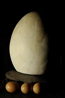 Distributions: Extinct ratite egg and chicken eggs