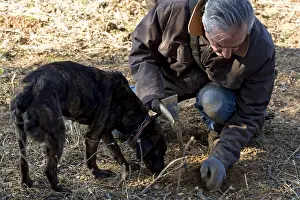 Pleasant: Extraction of a Black Truffle Provence France
