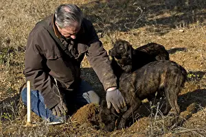 Pleasant: Extraction of a Black Truffle Provence France