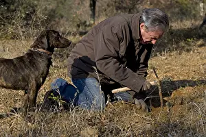 Tools: Extraction of a Black Truffle Provence France