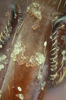 Mouthparts: A extreme close up of the bee's tongue, the mand