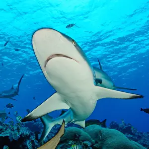 Shark: Extreme close-up of Grey reef shark (Carcharhinus