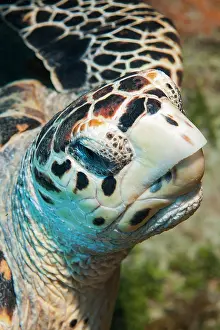 Hawksbill: Extreme close-up of head sharp beak of hawksbill