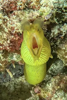 Moray: Extreme close-up of head of yellow ribbon eel (R