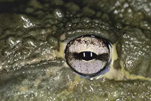 Sense: Eye of the African Bullfrog