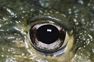 Sense: Eye of the African Bullfrog