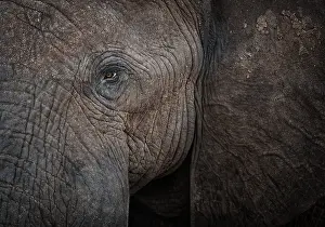 Caprivi: Eye of African Elephant (Loxodonta africana), Bwabwata