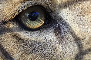 Staring: Eye of an African lion
