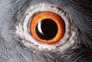 Andrey Zvoznikov: EYE - BLUE ROCK PIGEON