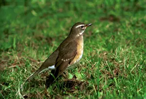 Obscurus: Eye-browed Thrush - 1st winter, October