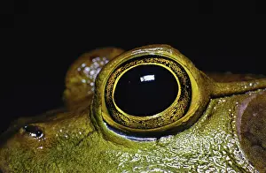 Catesbeiana: Eye of a Bullfrog