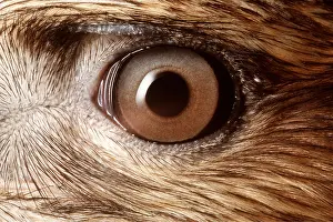 Andrey Zvoznikov: EYE - close-up of adult Common / European Buzzard's eye