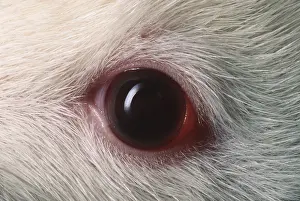 Andrey Zvoznikov: EYE - close-up of adult Russian Pet Rat