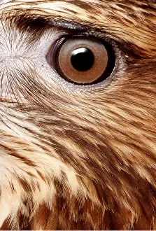 Andrey Zvoznikov: EYE - close-up of Common / European Buzzard's eye