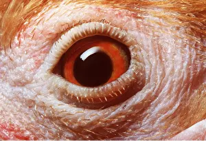 Cockerel: EYE - Cock's eye close-up, Domestic