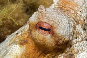 Protostomia: Eye of Common Octopus (Octopus vulgaris), Mediterranean