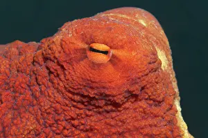 Akaba: Eye of common octopus (Oktopus vulgaris), Red Sea
