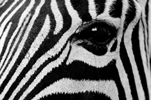 Patterned: Eye of a Common Zebra (Equus quagga), Kapama Game