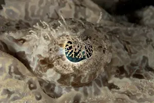 090919: Eye of Crocodile Flathead - night dive, Paradise