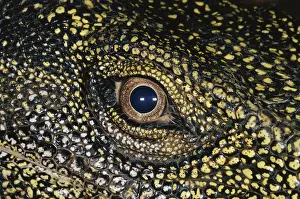 Sense: Eye of the Crocodile Monitor Lizard