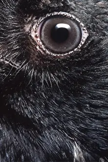 Andrey Zvoznikov: EYE - Crow close-up