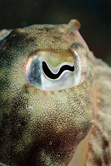 Cuttlefishes: Eye of CUTTLEFISH