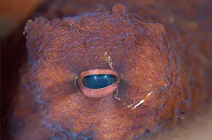090919: Eye of Day Octopus - close-up - Seraya Beach
