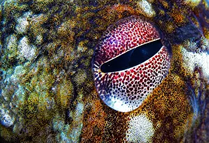 Octopoda: Eye details. Common Octopus (Octopus vulgaris)