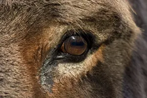 Sense: Eye of domestic ass Brittany France