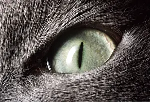 Andrey Zvoznikov: EYE - Domestic cat's eye close-up