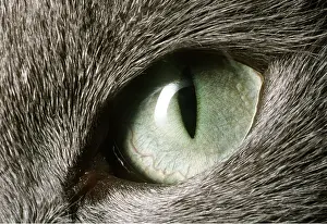 Andrey Zvoznikov: EYE - Domestic cat's eye close-up