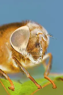 Eristalis: Eye of Drone-fly