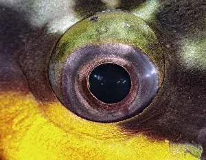 Scaridae: Eye of an Egghead Parrot Fish (Scarus oviceps)