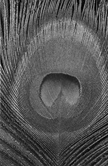 Peacock: Eye feather of the blue peafowl in UV light (Pavo Scalloped ribbonfish)