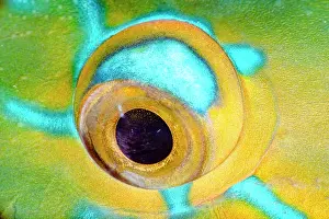 Scaridae: Eye of Filament-finned Parrot Fish (Scarus altipinnis)