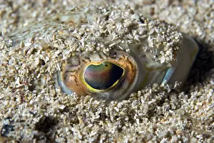 Hide: Eye of Greater weever (Trachinus draco) in sand