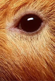Andrey Zvoznikov: EYE - GUINEA PIG EYE CLOSE-UP