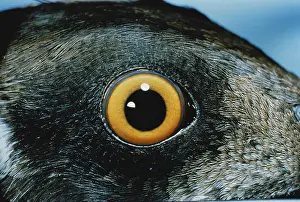 Cucullatus: Eye of a Hooded Merganser