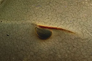 Sense: Eye of a Horseshoe Crab
